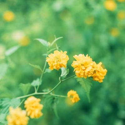 荒野乱斗云游戏最新版本下载